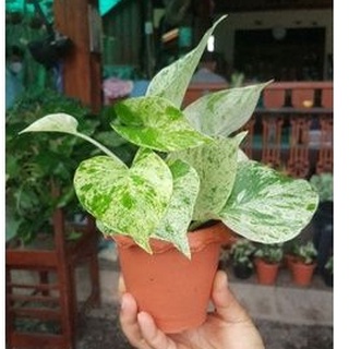 ต้นพลูหินอ่อนหรือพลูราชินีหินอ่อน (Marble Queen) ไม้ฟอกอากาศ ใบใหญ่สวย ลายด่างสะดุดตา มีให้เลือก 2แบบ🍃