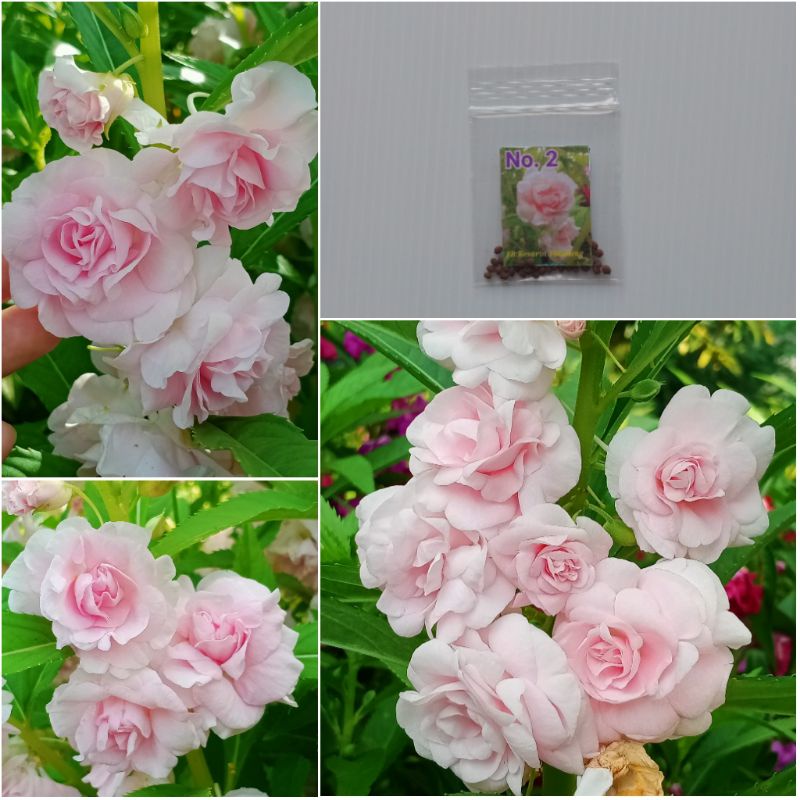 ดอกเทียนสีชมพูหวาน(เบอ2)