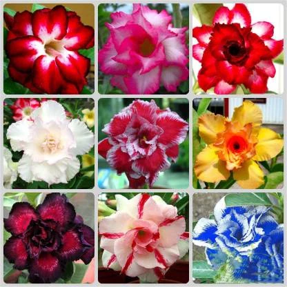 10 เมล็ด ชวนชม ลั่นทมยะวา คละสีแฟนซี Adenium Seeds