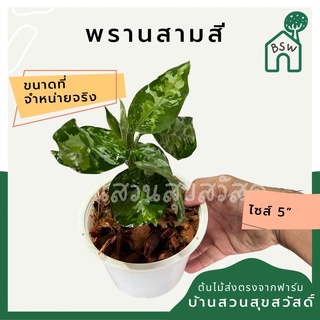 ต้นพรานสามสี กระถาง  นิ้วไม้หายาก