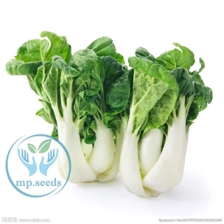 เมล็ดบ๊อกฉ่อย 2,500 - 5,000 เมล็ด เบบี้บ๊อกฉ่อย ผักกวางตุ้งฮ่องเต้ก้านขาว Pakchoi / Bokchoi