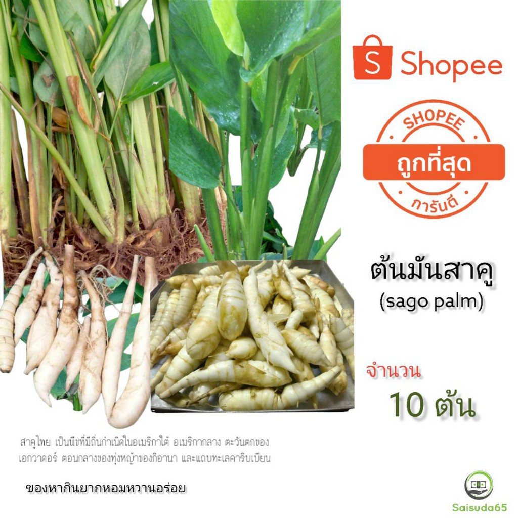 มันสาคู ต้นพันธุ์ จำนวน10 ต้น