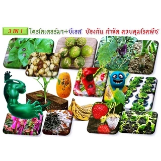 ไตรโคเดอร์มา + บีเอส +ฮอร์โมนพืชทางใบ เชื้อสดชนิดน้ำ เข้มข้น พร้อมใช้ ป้องกัน กำจัดโรคพืชและบำรุงฮอร์โมนพืชทางใบ