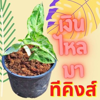 1 ต้น เงินไหลมาทรีคิง Syngonium Three King เงินไหลมา ไม้ฟอกอากาศ ส่งพร้อมกระถาง