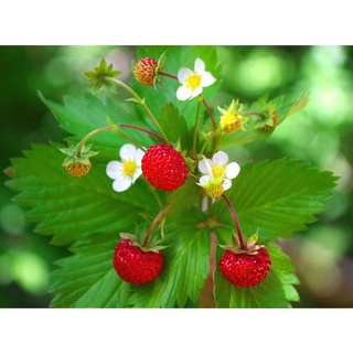 Strawberry สายพันธุ์  Alpine (Fragaria vesca) 50 เมล็ด เมล็ดพันธุ์นำเข้าจาก ยุโรป