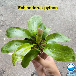 อเมซอน Echinodorus python ต้นไม้น้ำ ต้นไม้น้ำพร้อมปลูก  ***กรุณาอ่านรายละเอียดก่อนสั่งซื้อ***