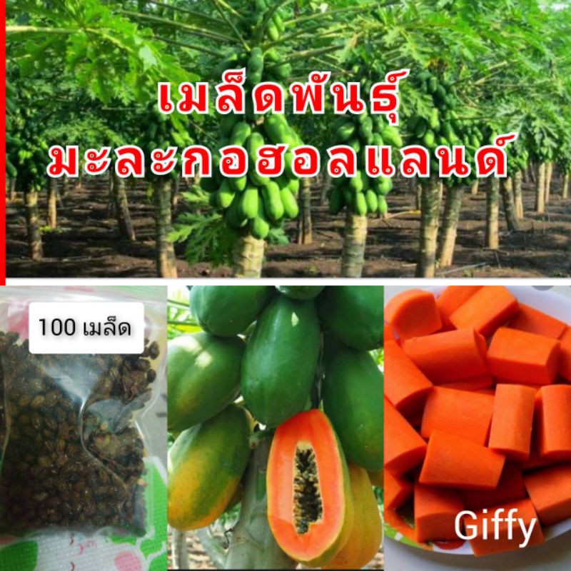 เมล็ดพันธุ์มะละกอฮอลแลนด์ บรรจุ 100 เมล็ด ต้นเตี้ย ปลูกง่ายให้ผลผลิตดีมาก