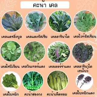 เมล็ดพันธุ์ คะน้าเคล คะน้า เคลรัสเซีย