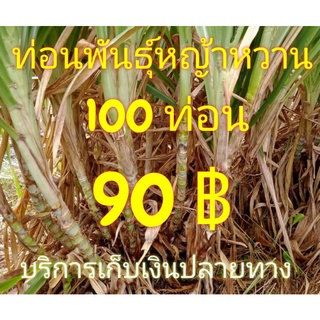 หญ้าหวานอิสราเอล พันธุ์หญ้า ท่อนพันธุ์ ท่อนพันธุ์หญ้า ท่อนพันธุ์หญ้าหวาน ท่อนพันธุ์หญ้าหวานอิสราเอล