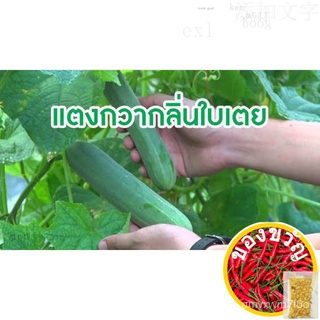 เมล็ดอวบอ้วน100%，ไทยในสต็อกพร้อมส่งเมล็ดพันธุ์ แตงกวา แตงหอมเตย อะโรมาติก(Aromatic Cucucber)บรรจุ 5 เมล็ด หวานกรอบ เนื้อ