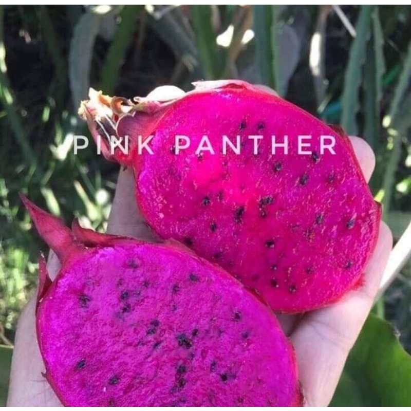 กิ่งแก้วมังกรสายพันธุ์ Pink panther