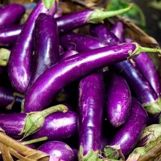 Eggplant Seeds ~ 105 pcsseeds/หมวก/กางเกง/แอปเปิ้ล/มะละกอ/แม่และเด็ก/บ้านและสวน/ดอกไม้/ดอกทานตะวัน/สร้อยข้อมือ/ E5MB