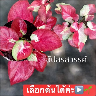 อัปสรสวรรค์ บอนสีป้ายแดงสวยๆ เลื่อนภาพ▶️🍀ดูต้นที่ขาย ฟอร์มสวยมากๆ
