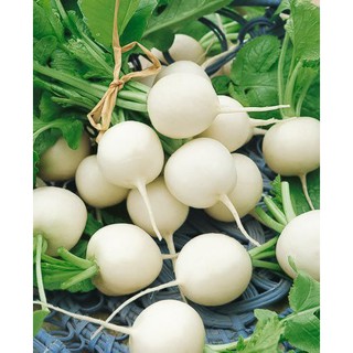 แรดิชสีขาว (เมล็ด) Hailstone Radish