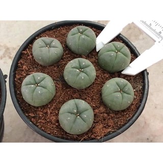 Lophophora fricii โลโฟโฟร่า