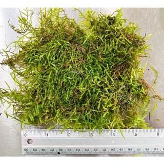 ไม้น้ำ java moss (ชวามอส) 5*5” มอสสด