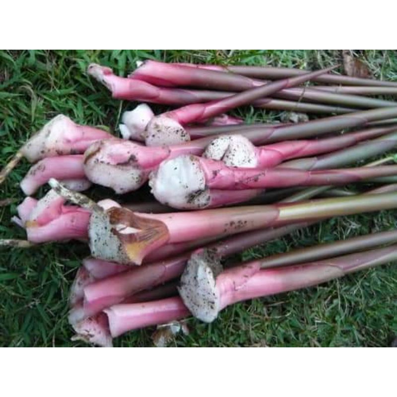 ข่าตาแดง​ ขายหน่อพันธุ์ชุด2กิโลกรัม100บาท(สำหรับ​ปลูก)​ - รูปที่ 7