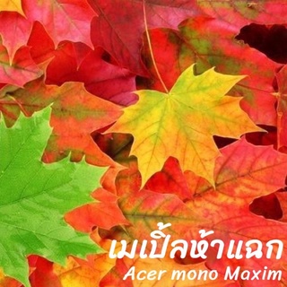 Maple Bonsai เมล็ดเมเปิ้ลห้าแฉก เมเปิ้ล5แฉก(Acer mono Maxim.บรรจุ 20เมล็ด