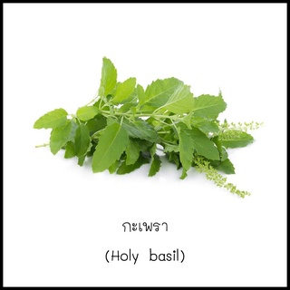 เมล็ดกะเพรา (Holy basil) 200 เมล็ด [10 แถม 1 คละได้]