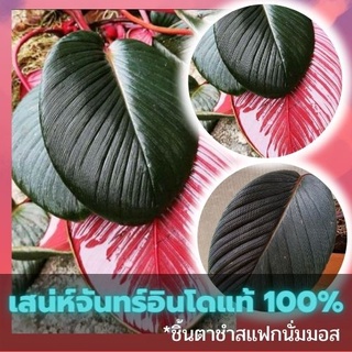 ชิ้นตาต้นเสน่ห์จันทร์สายพันธุ์นำเข้าจากอินโดแท้ 100% สายพันธุ์ไม้หายาก ใบสวยจัดๆ คัดข้อตาชัด พร้อมส่ง