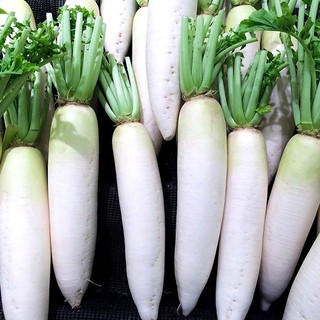 เมล็ดพันธุ์ ผักกาดหัว ไดคอนญี่ปุ่น (Japanese Minowase Daikon Radish Seed) บรร50 เมล็ด (ไม่ใช่พืช)