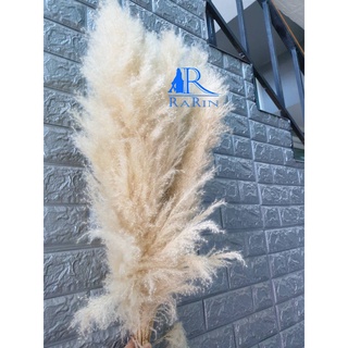 Rarin ดอกเลา (ตัดใหม่) สวยฟู ตรงปก ดอกPampas  ขนาด 60-90 cm. เป็นดอกไม้ธรรมชาติ  ฟูสวย เป็น พร็อพถ่ายรูป งานแต่งงาน