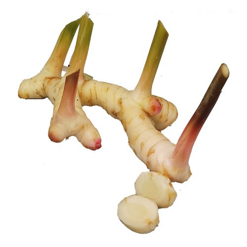 ข่าอ่อน สด สะอาด รับประกันคุณภาพ