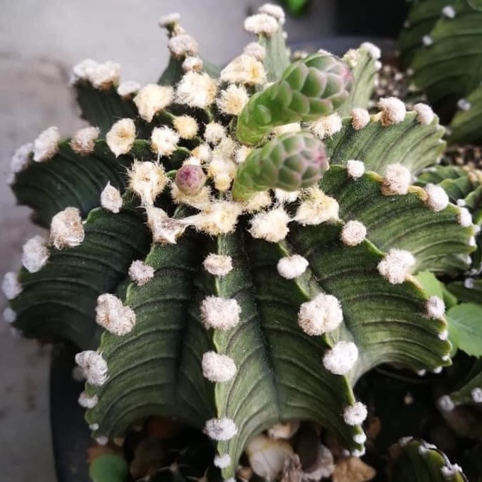 เมล็ด LB 2178 (แท้ไร้หนาม)  x  LB 2178 (เเท้)