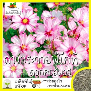 เมล็ดพันธุ์ ชุดดอกดาวกระจาย ดอกคอสมอส ปลูกง่าย ทนร้อนโตไว พร้อมส่ง ดาวกระจายเซนเซชั่น/สีขาว/พิโคที/สีแดง/สีชมพู/สีเหลือง