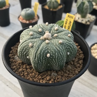 แอสโตรไฟตัม แคคตัส (Astrophytum)