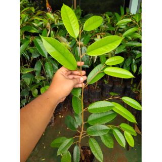 ต้นทุเรียนหลินลับแล🌿ขายดีมาก💥