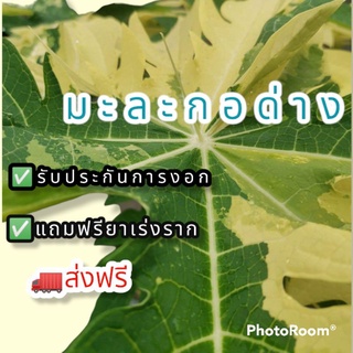 เมล็ดมะละกอด่างสายพันธุ์หายาก#ส่งฟรี!!#แถมฟรีน้ำยาเร่งโต#มะละกอด่าง