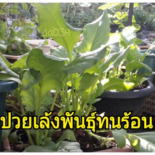 เมล็ดปวยเล้งสายพันธุ์ทนอากาศร้อน