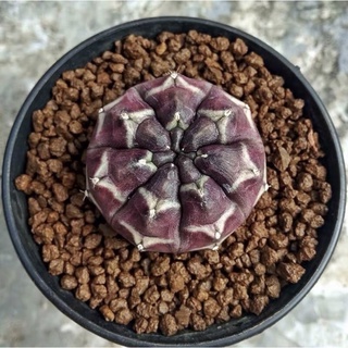 เดย์ดรีม ยิมโนเดย์ดรีม ชำราก Gymnocalycium daydream แบบชำหน่อ