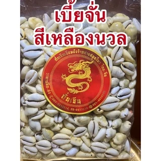 หอยเบี้ย เบี้ยจั่น เบี้ยจั่นหอยเบี้ยคละไซส์ขายยกถุงราคาไม่แพงมีทั้งสีธรรมดาและสีเหลืองนวลเงา