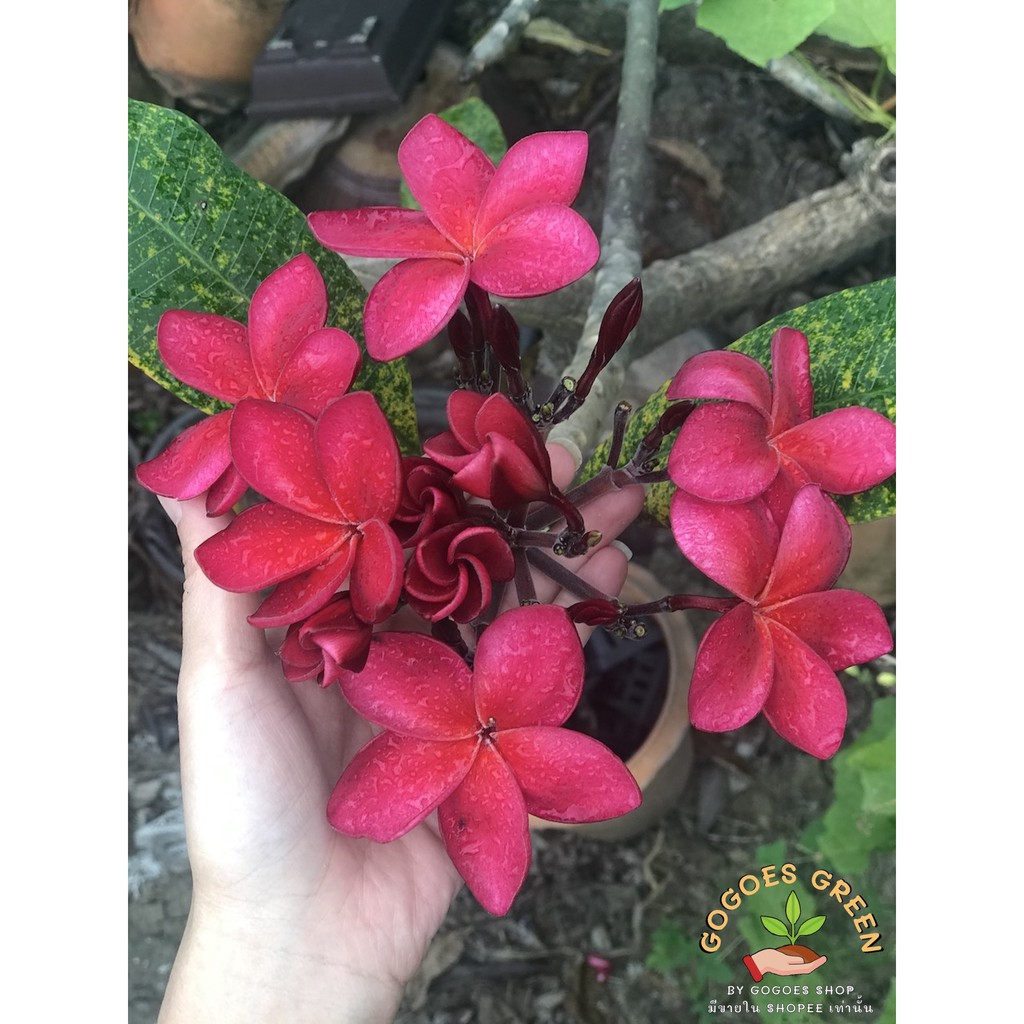 ลีลาวดี แดงกำมะหยี่ ฟอร์มดอกสวย สีสด สวยมาก ช่อดอกแน่น มีกลิ่นหอม ขายเป็นกิ่งนะคะ พร้อมส่ง
