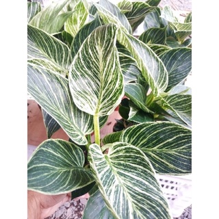 ฟิโลเบอร์กิ้นด่าง  Philodendron Birkin "Variegata ☘️☘️☘️☘️