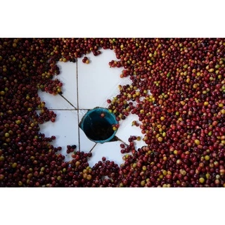 PK French Roast ขนาด 1,000g. เมล็ดกาแฟคั่วเข้มมาก ”ดอยปางขอน” ส่งไว คั่วใหม่