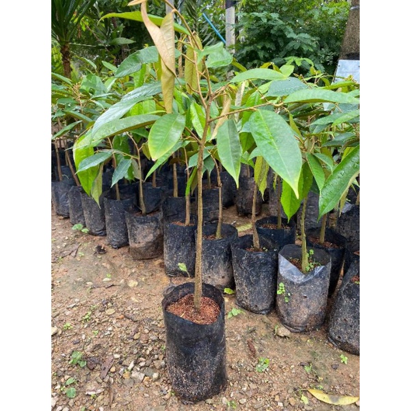 ต้นทุเรียนหมอนทองเสียบยอด  รุ่นใหม่ ‼️