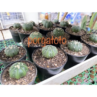 แอสโตรไฟตัม Astrophytum แคคตัส