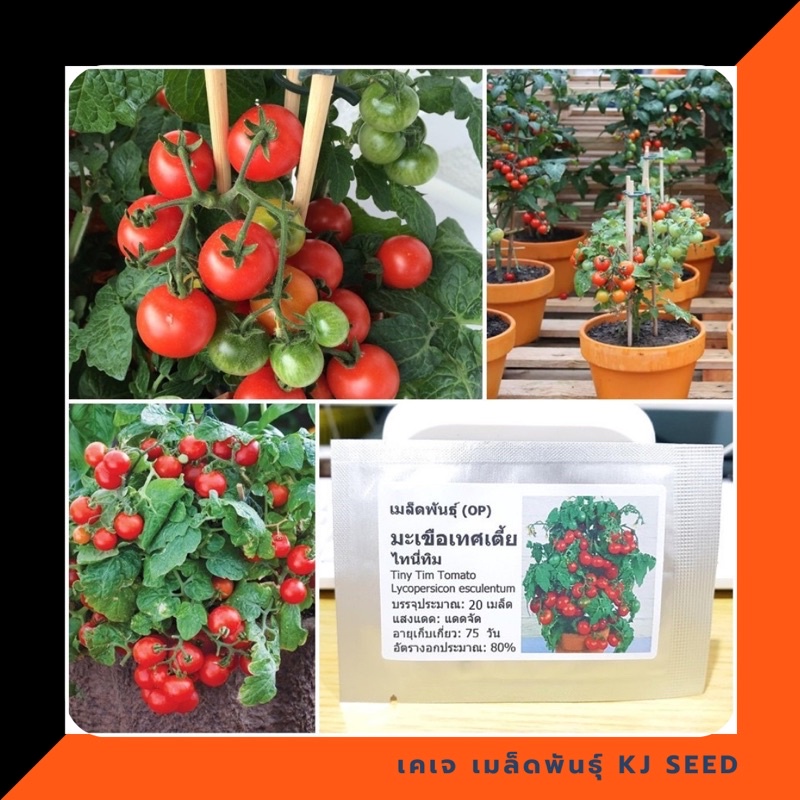 มะเขือเทศเตี้ย ไทนี่ ทิม - Tiny Tim Tomato บรรจุชุดละ     20            เมล็ด  คุณภาพดี ราคาถูก ของแ