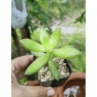 🍀กุหลาบหิน สีเขียว🍀 Sedum morganianum