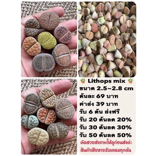 ไลทอป mix ต้นละ 69฿ คัดสวย/ขนาด 2.5-2.8cm ราคาส่งลด 10-50%