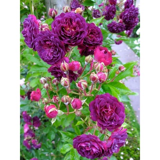 25เมล็ด เมล็ดกุหลาบ อังกฤษ พันธุ์เลื้อย สีม่วง กุหลาบหนู Rose seeds