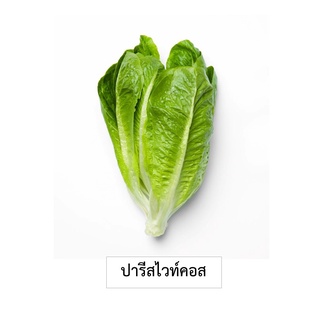 🌱เมล็ดผักสลัดปารีสไวท์คอส 100 เมล็ด (ซื้อ10แถม1 คละได้)🌱