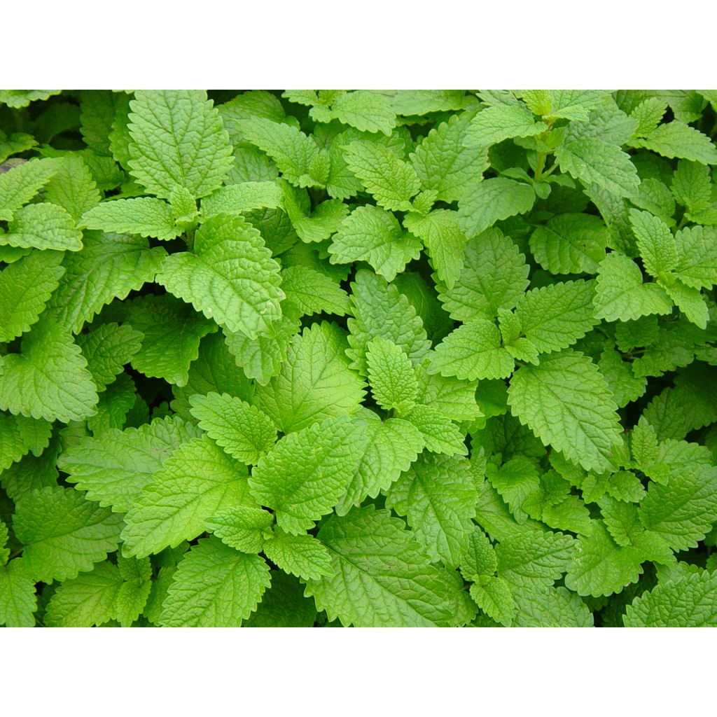 200 เมล็ด เลม่อนบาล์ม - Lemon Balm