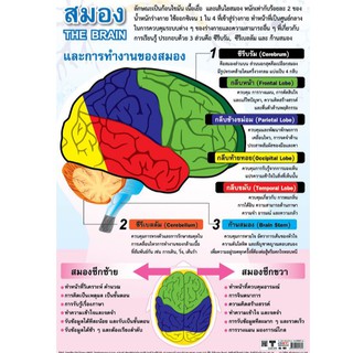 โปสเตอร์เรื่องสมอง #EQ-160 โปสเตอร์กระดาษอาร์ตมัน สื่อการเรียนรู้