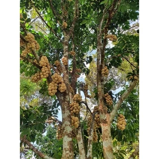 ลองกอง ออแกนิค ปลอดสาร เก็บสดจากสวน ส่งตรงจากยะลา 1กิโลกรัม