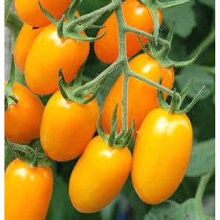 เมล็ดพันธุ์ มะเขือเทศ เชอรี่เหลือง Tomato Yellow  บรรจุ 20 เมล็ด