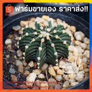 สวนขายเอง! ยิมโนแอลบี LB2178 Gymnocalycium ไซส์กระถาง 2 นิ้ว แคคตัส กระบองเพชร ต้นไม้ประดับ อวบน้ำ แคนตัส ตะบองเพชร